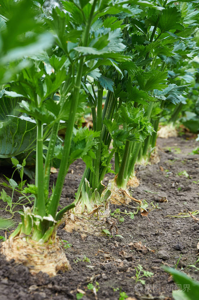 行的成熟根芹菜
