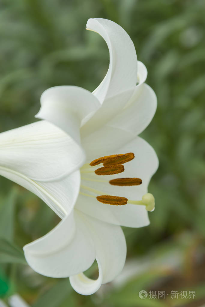 美丽的百合花开花