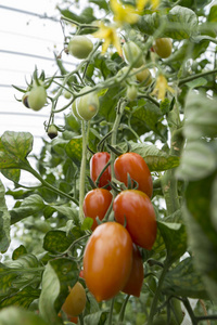 新鲜番茄在大自然中饲养