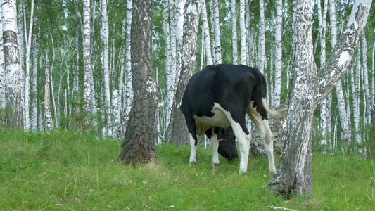 在一片绿色的草地上放牧的牛。牛在森林里。牛在吃草的森林