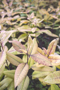 在森林里的野生植物