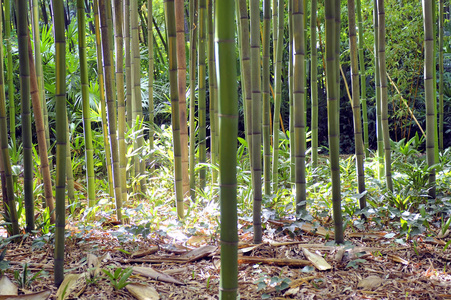 安都泽竹林中的竹林