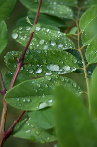 雨滴落在森林里的树叶上照片