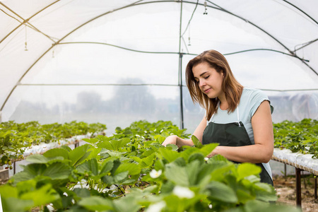 女性温室工人盒草莓,采摘浆果农场,草莓作物概念的女人照片