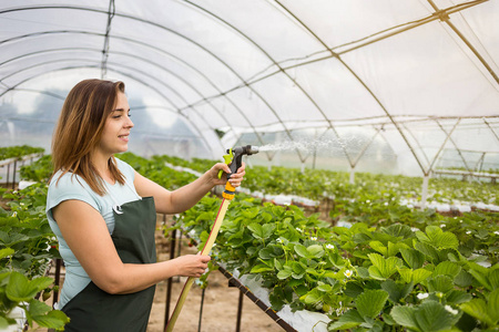 女性温室工人盒草莓,采摘浆果农场,草莓作物概念的女人照片