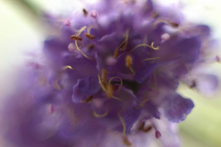 紫色花的宏观图片