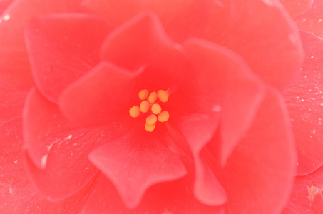 在不同的色调特写下, 透露红花芽