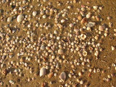海滩上的沙子和贝壳的质地