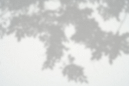 黑色影子在混凝土墙上的影子叶黑色和白色抽象背景 textuer照片