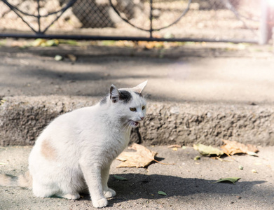 白色的街道猫坐在街中央