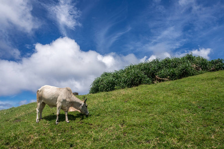 白牛在迪山，Ivatan 岛 巴坦群岛