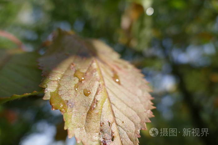 五颜六色的叶子在秋天与露珠