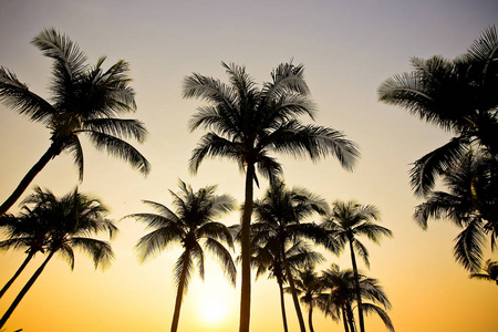 日落时棕榈树在沙滩上