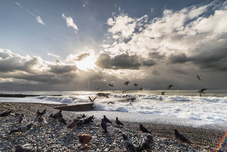 鸽子饲料对石的海滩，在暴风雨的天气，在夕阳下，海鸥飞过海滩
