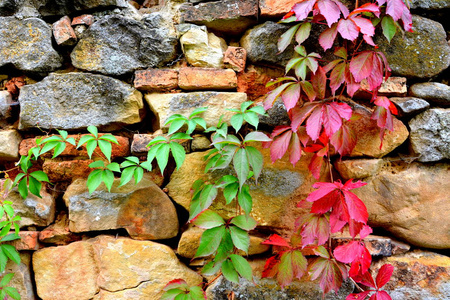秋天的颜色, 攀岩植物, 利亚纳, 常春藤