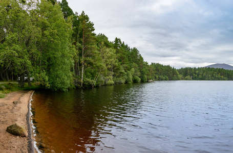 苏格兰凯恩斯戈尔斯国家公园的 loch garten