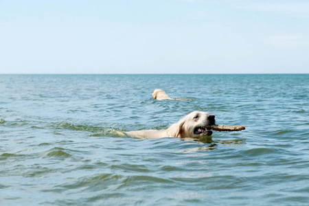 黄金猎犬游泳在蓝色的海洋