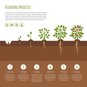 种植的树过程图。树木生长。布什蔬菜生长阶段。植物生长的步骤。经营理念。平面设计 矢量图