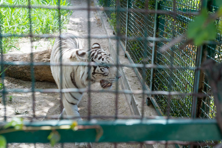 一只白色的船尾老虎在圈养的动物园的铁笼子里散步。