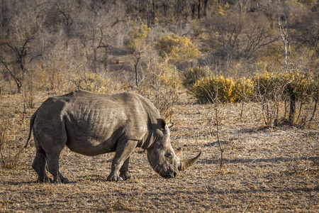 南方白犀牛在南非克鲁格国家公园
