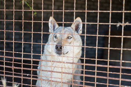 灰色的狼在动物园的铁笼.被囚禁的生活照片