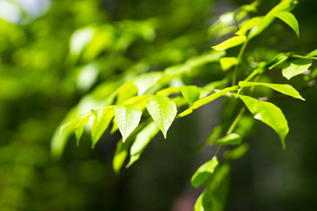 水平的夏天绿叶 bokeh 背景