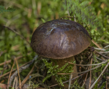 Imleria 巴迪亚蘑菇在绿色的青苔