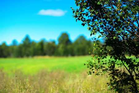 简单的森林与 bokeh 树风景背景