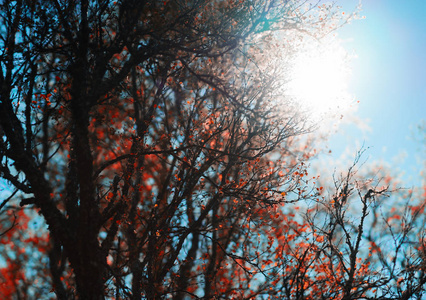 秋天一棵树在阳光直射背景