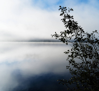 水平戏剧性的挪威在雾权利对齐的灌木背景