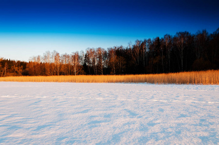 冬季作物地平线森林景观组成图片