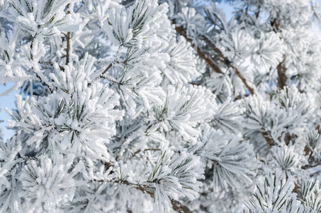 松枝白雪覆盖在晴朗的一天