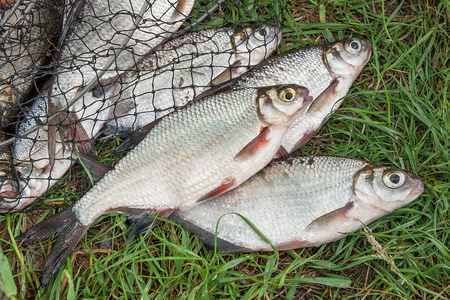一堆白色鳊鱼或银色的鱼和绿绣眼鳊鱼