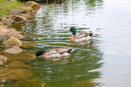 两个野鸭漂浮在一个池塘在夏季时间