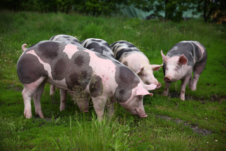 养殖场草图大师生态动物养殖场农村地区的猪的牧群照片