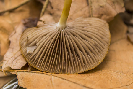 在秋天的森林蘑菇