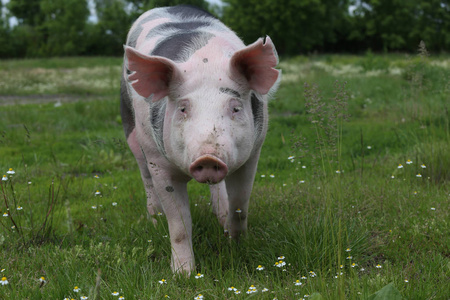 年轻的 pietrian 品种猪对自然环境