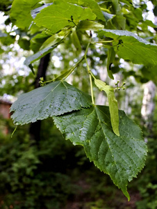 雨后的林登花图片