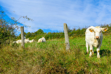 母牛在科特迪瓦多尔，勃艮第的农村