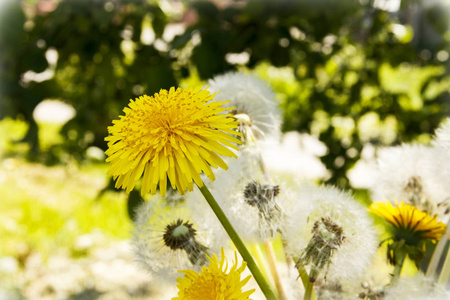 dandelion 种子。夏天的花