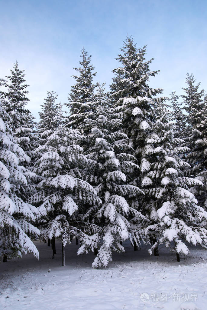 杉木树在冬天的雪