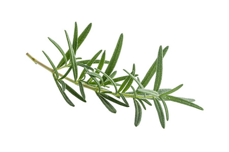 意大利香草图片