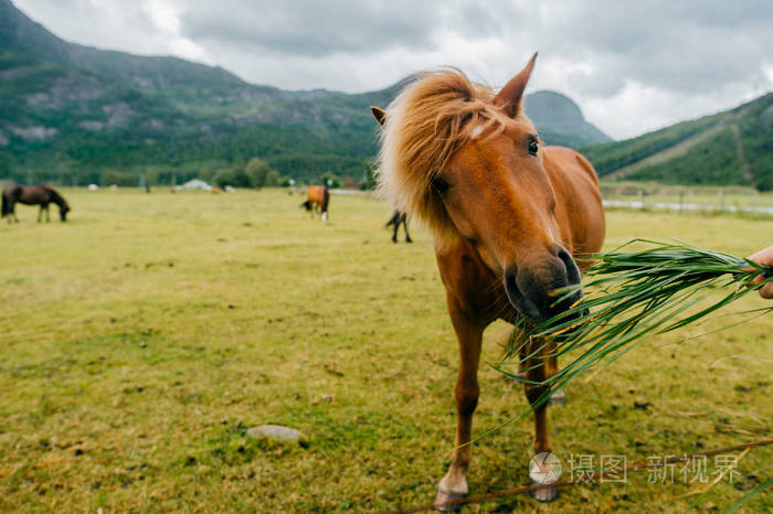 北欧的峡湾美丽的马在牧场上的吃草夏季多雨的天气中的字段.
