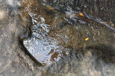 占地面积的恐龙 食 富费国家森林公园，帕，泰国流附近的地面上。登录它的水