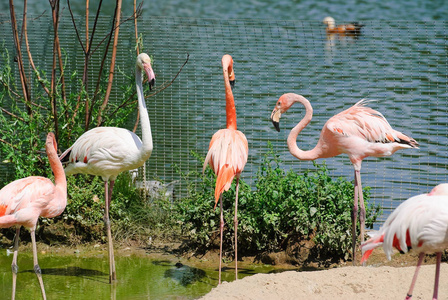 在动物园里的火烈鸟照片