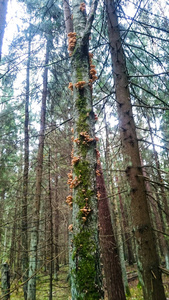 真菌蘑菇, 蜂蜜琼脂生长在森林的树上