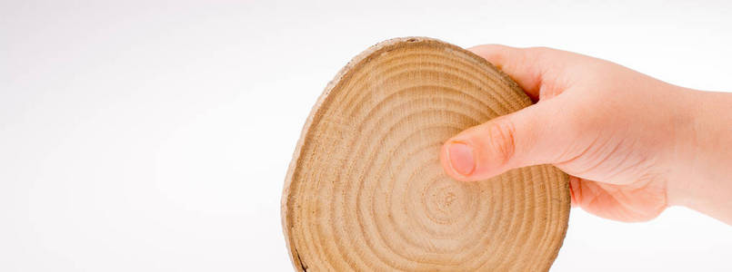 木材日志切圆薄片在手