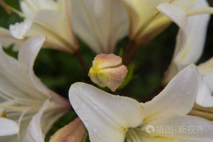 在花园中的白百合, 雄蕊