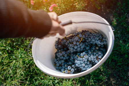 男 viticulturist 收获葡萄在葡萄的院子里