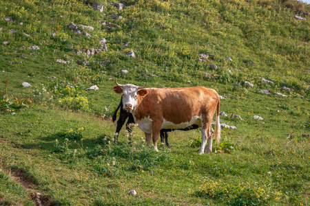 夏日风景在阿尔卑斯山与绿色山上放牧的奶牛牧场照片